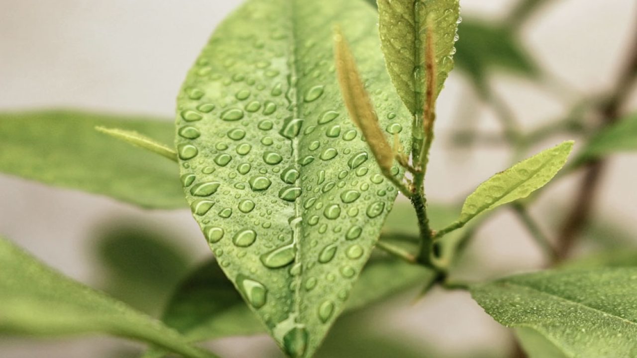 ecoresponsable